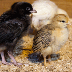 Ventilación para granjas de pollitos | Casals Ventilación